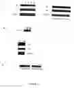 Fig. 06 - PDEs and uses thereof