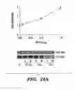 Fig. 25 - PDEs and uses thereof