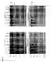 Fig. 05 - Sars coronavirus s proteins and uses thereof