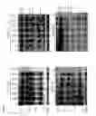 Fig. 06 - Sars coronavirus s proteins and uses thereof