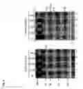 Fig. 08 - Sars coronavirus s proteins and uses thereof