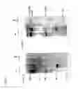 Fig. 09 - Sars coronavirus s proteins and uses thereof