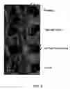 Fig. 04 - INFLUENZA VACCINE COMPOSITIONS AND METHODS