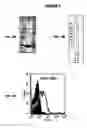 Fig. 04 - Immunisation against Chlamydia pneumoniae
