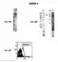 Fig. 05 - Immunisation against Chlamydia pneumoniae
