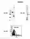 Fig. 06 - Immunisation against Chlamydia pneumoniae