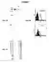 Fig. 08 - Immunisation against Chlamydia pneumoniae