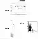 Fig. 09 - Immunisation against Chlamydia pneumoniae