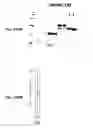 Fig. 145 - Immunisation against Chlamydia pneumoniae