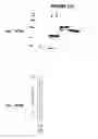 Fig. 147 - Immunisation against Chlamydia pneumoniae