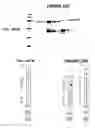 Fig. 158 - Immunisation against Chlamydia pneumoniae