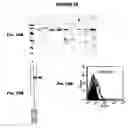 Fig. 19 - Immunisation against Chlamydia pneumoniae