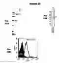 Fig. 23 - Immunisation against Chlamydia pneumoniae