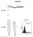 Fig. 28 - Immunisation against Chlamydia pneumoniae