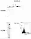 Fig. 30 - Immunisation against Chlamydia pneumoniae