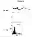 Fig. 32 - Immunisation against Chlamydia pneumoniae