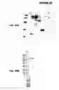 Fig. 37 - Immunisation against Chlamydia pneumoniae