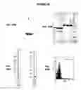 Fig. 40 - Immunisation against Chlamydia pneumoniae