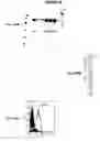 Fig. 43 - Immunisation against Chlamydia pneumoniae