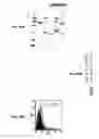 Fig. 44 - Immunisation against Chlamydia pneumoniae