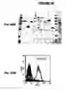Fig. 47 - Immunisation against Chlamydia pneumoniae