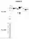 Fig. 68 - Immunisation against Chlamydia pneumoniae