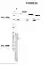 Fig. 70 - Immunisation against Chlamydia pneumoniae