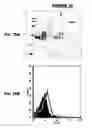 Fig. 71 - Immunisation against Chlamydia pneumoniae