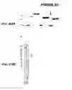 Fig. 84 - Immunisation against Chlamydia pneumoniae