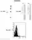 Fig. 95 - Immunisation against Chlamydia pneumoniae
