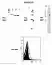 Fig. 97 - Immunisation against Chlamydia pneumoniae
