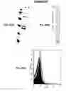 Fig. 98 - Immunisation against Chlamydia pneumoniae