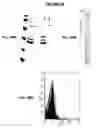 Fig. 99 - Immunisation against Chlamydia pneumoniae