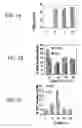 Fig. 02 - Chitosan-microparticles for ifn gene delivery