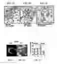 Fig. 03 - Chitosan-microparticles for ifn gene delivery
