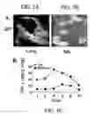 Fig. 05 - Chitosan-microparticles for ifn gene delivery