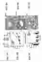 Fig. 06 - Chitosan-microparticles for ifn gene delivery