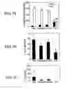 Fig. 07 - Chitosan-microparticles for ifn gene delivery