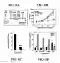 Fig. 08 - Chitosan-microparticles for ifn gene delivery