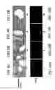 Fig. 09 - Chitosan-microparticles for ifn gene delivery