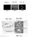 Fig. 10 - Chitosan-microparticles for ifn gene delivery