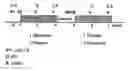 Fig. 02 - A LIPIDIC EXTRACT FROM LEPIDIUM MEYNII AND ITS EFFECT ON THE LIBIDO