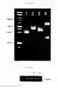 Fig. 16 - Support, printed material and reagent kit having enzyme fixed thereon, method for preparing the support, method of storing enzyme and method for restoration enzymes