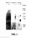 Fig. 02 - Novel proteins and novel genes encoding the same