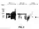 Fig. 03 - Novel proteins and novel genes encoding the same