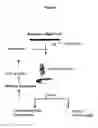 Fig. 02 - Materials and methods for the generation of fully 2′-modified nucleic acid transcripts