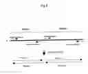Fig. 10 - Carriers having biological substance