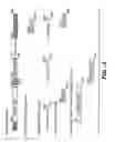 Fig. 06 - Achaete-Scute Like-2 Polypeptides and Encoding Nucleic Acids and Methods for the Diagnosis and Treatment of Tumor