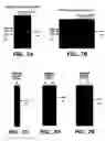 Fig. 08 - Achaete-Scute Like-2 Polypeptides and Encoding Nucleic Acids and Methods for the Diagnosis and Treatment of Tumor