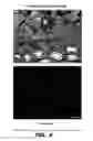 Fig. 09 - Achaete-Scute Like-2 Polypeptides and Encoding Nucleic Acids and Methods for the Diagnosis and Treatment of Tumor